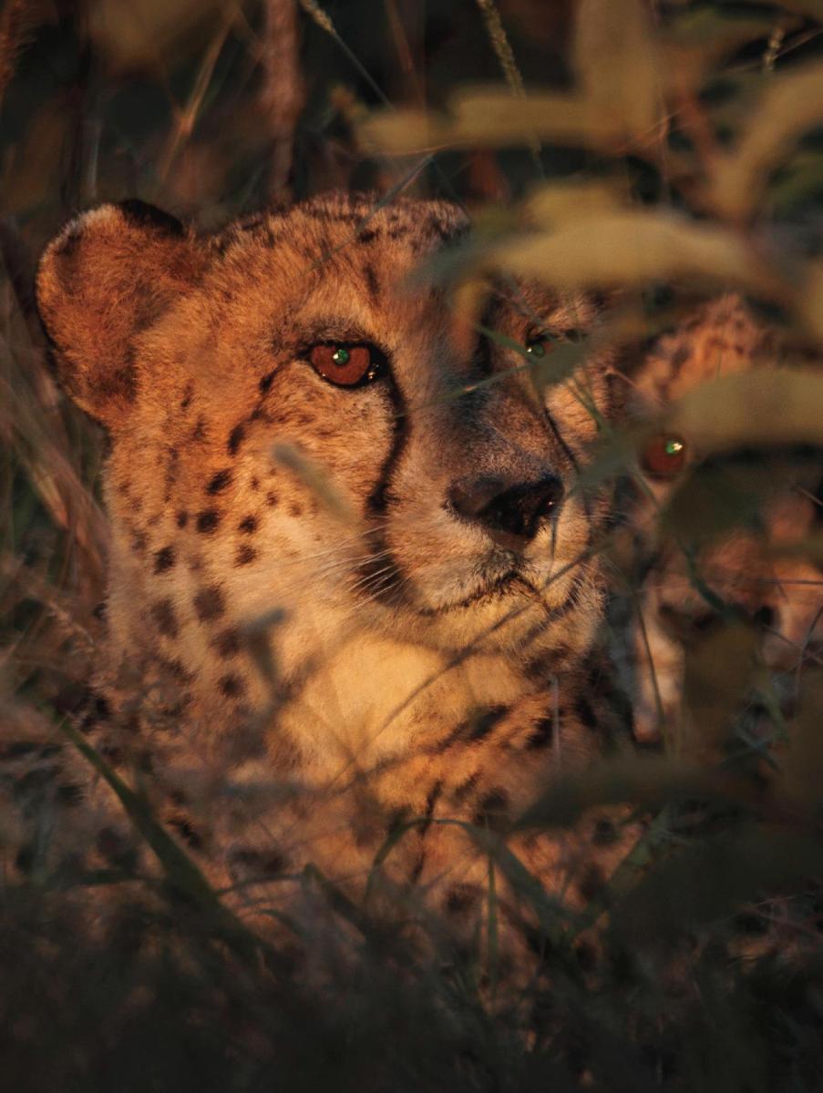 Karongwe- Shiduli Safari Lodge