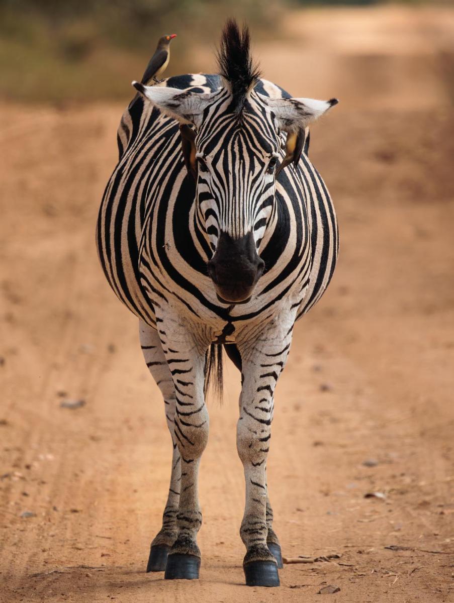Karongwe- Shiduli Safari Lodge