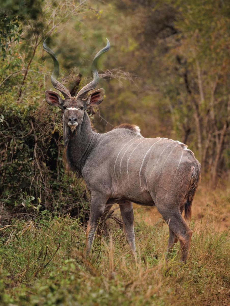 Karongwe- Shiduli Safari Lodge