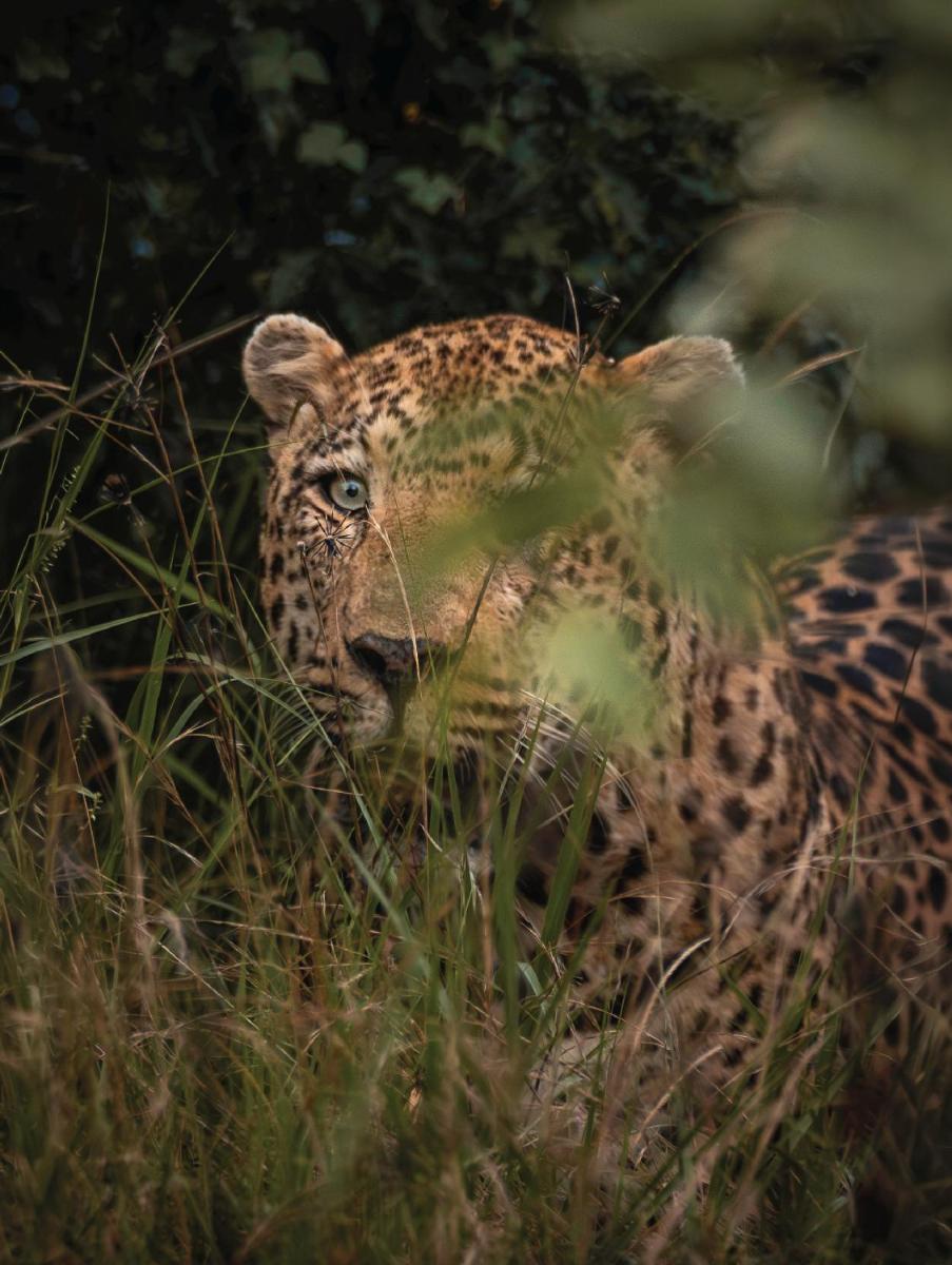 Karongwe- Shiduli Safari Lodge