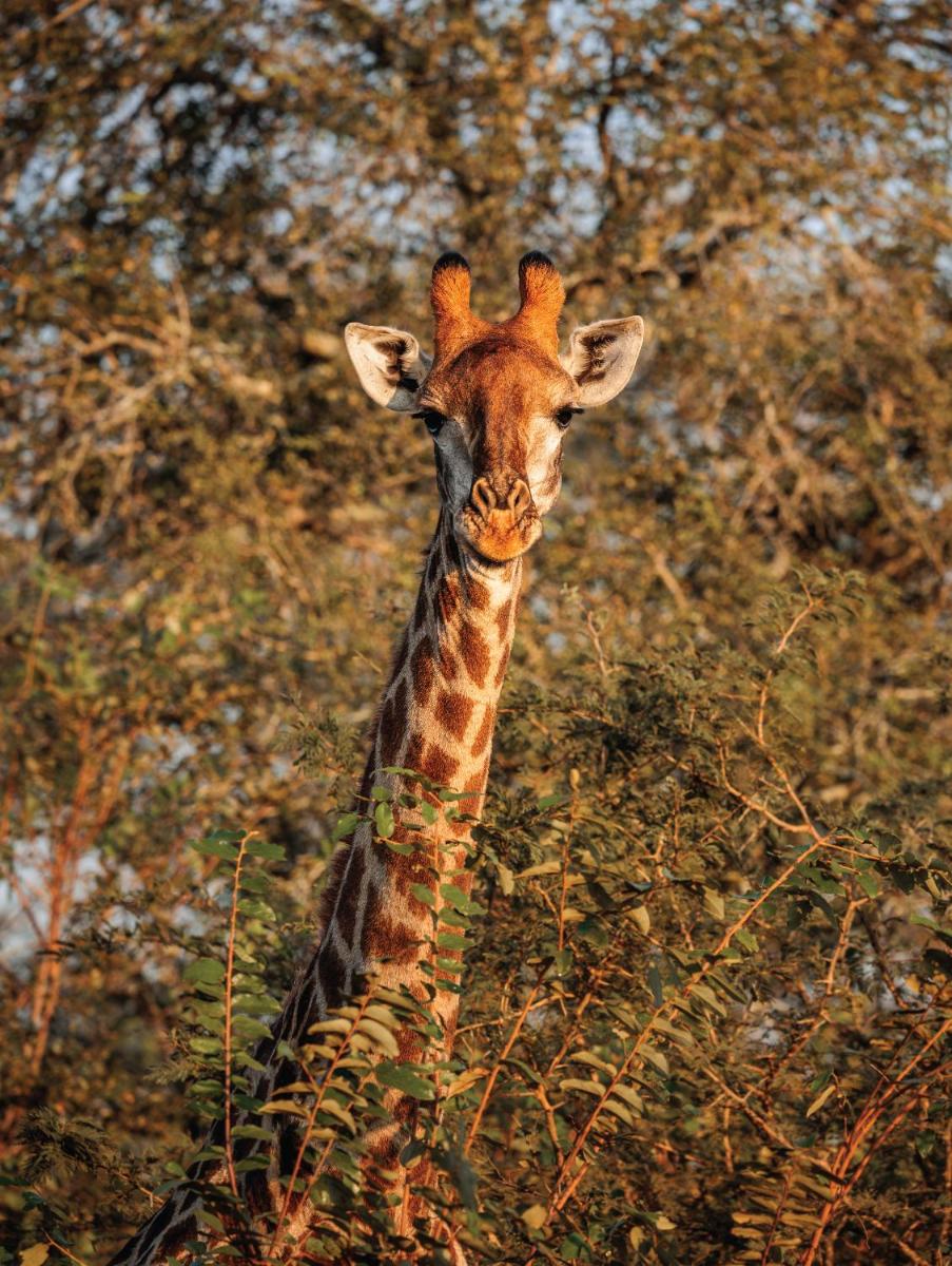 Karongwe- Shiduli Safari Lodge