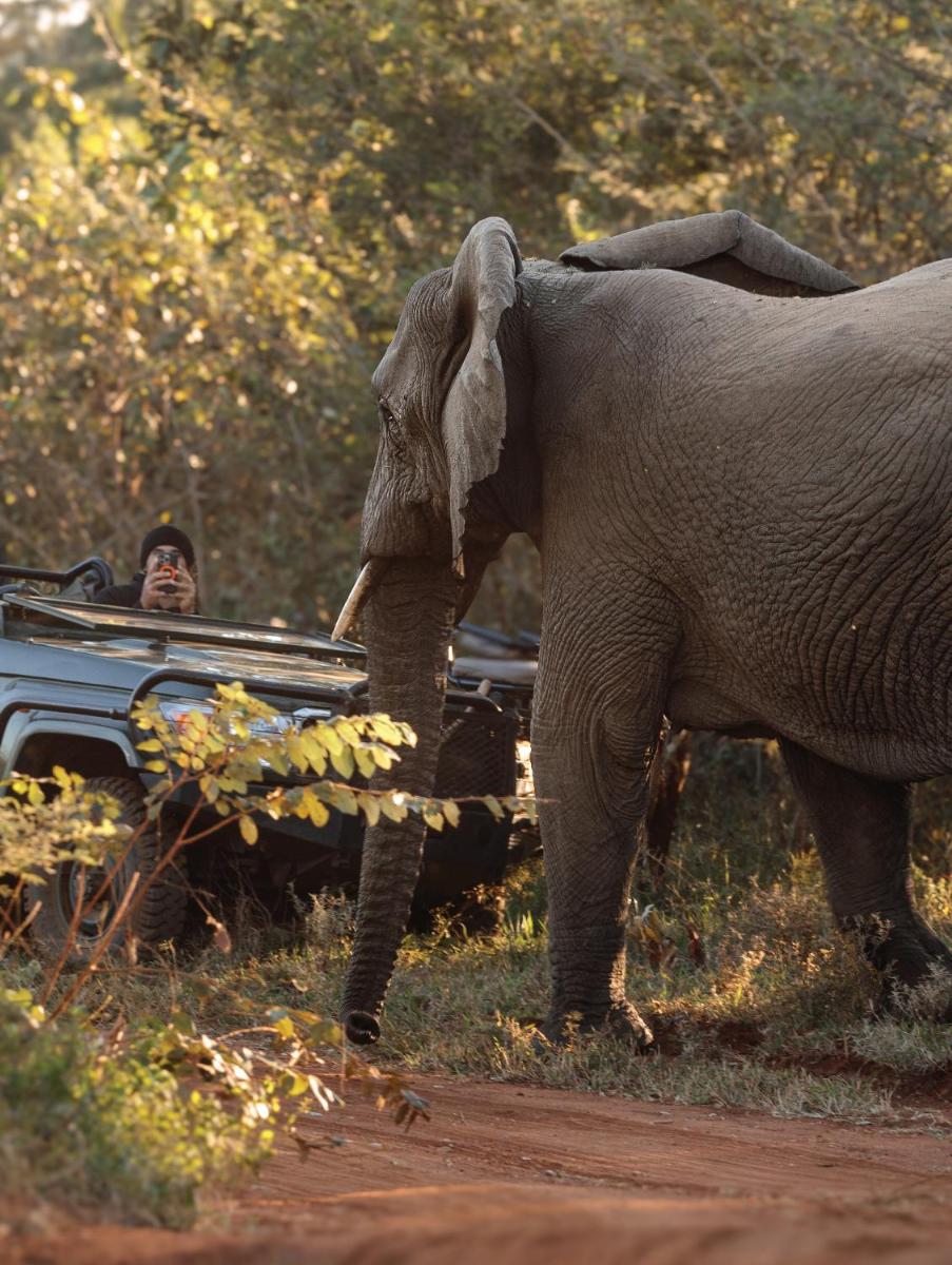 Karongwe- Shiduli Safari Lodge