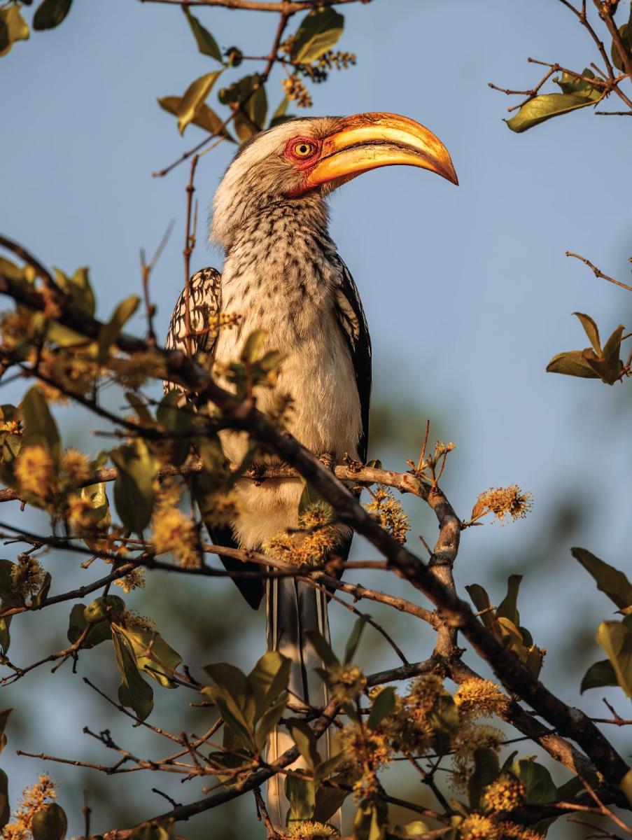 Karongwe- Shiduli Safari Lodge