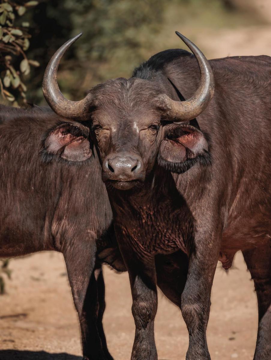 Karongwe- Shiduli Safari Lodge
