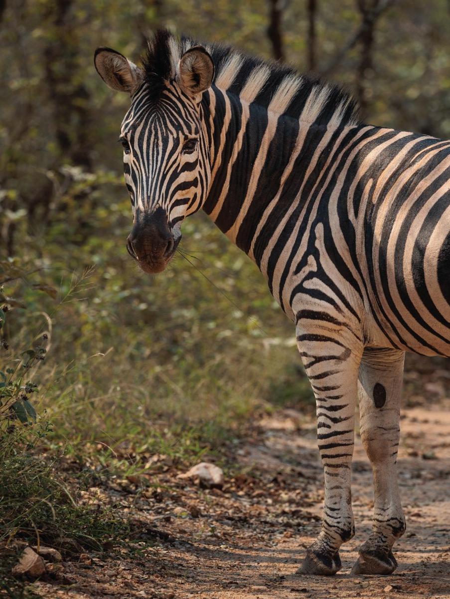 Karongwe- Shiduli Safari Lodge