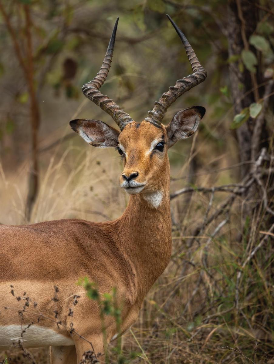 Karongwe- Shiduli Safari Lodge