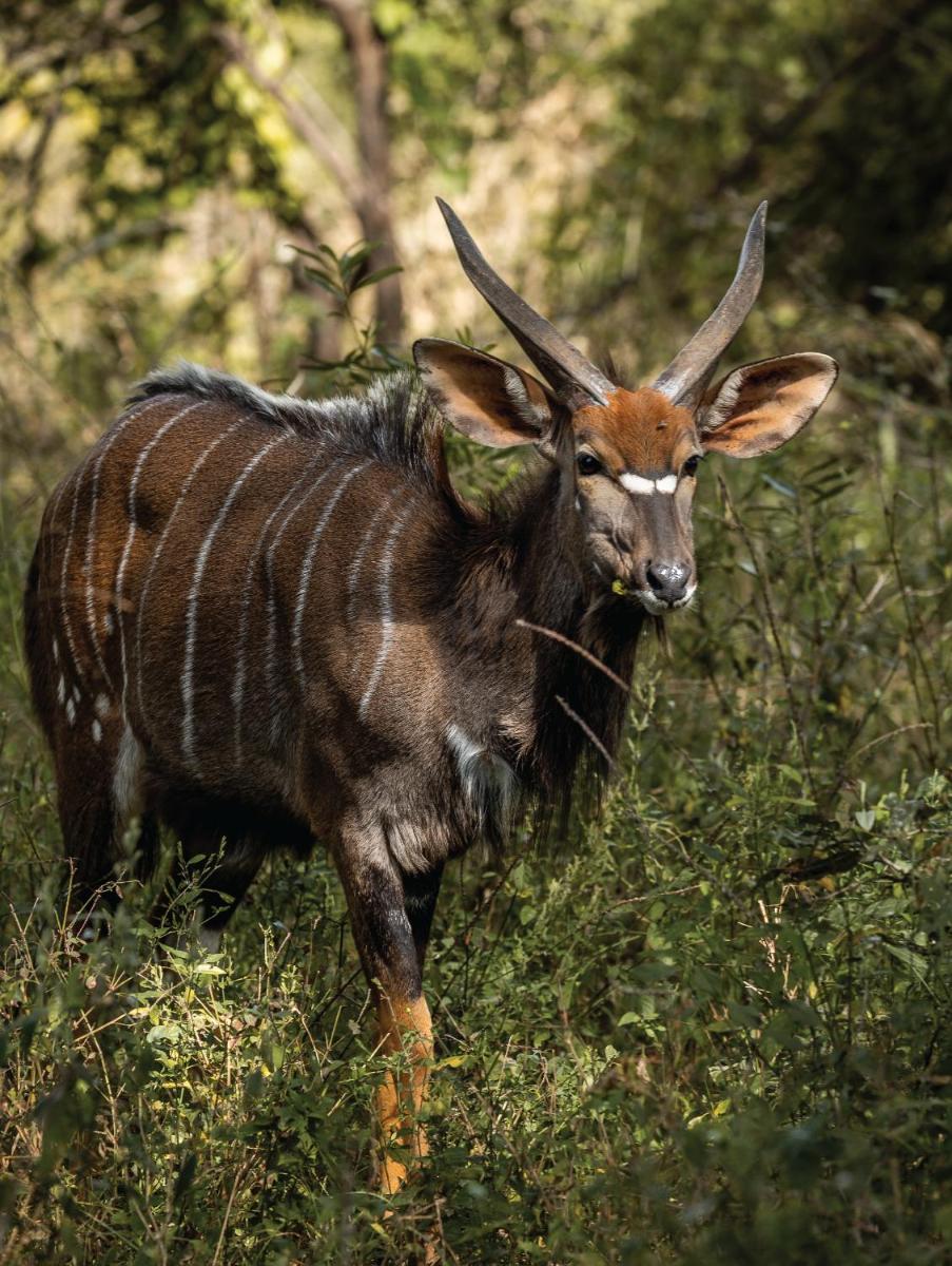 Karongwe- Shiduli Safari Lodge