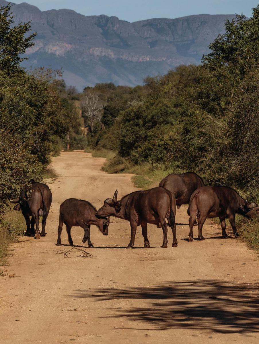 Karongwe- Shiduli Safari Lodge