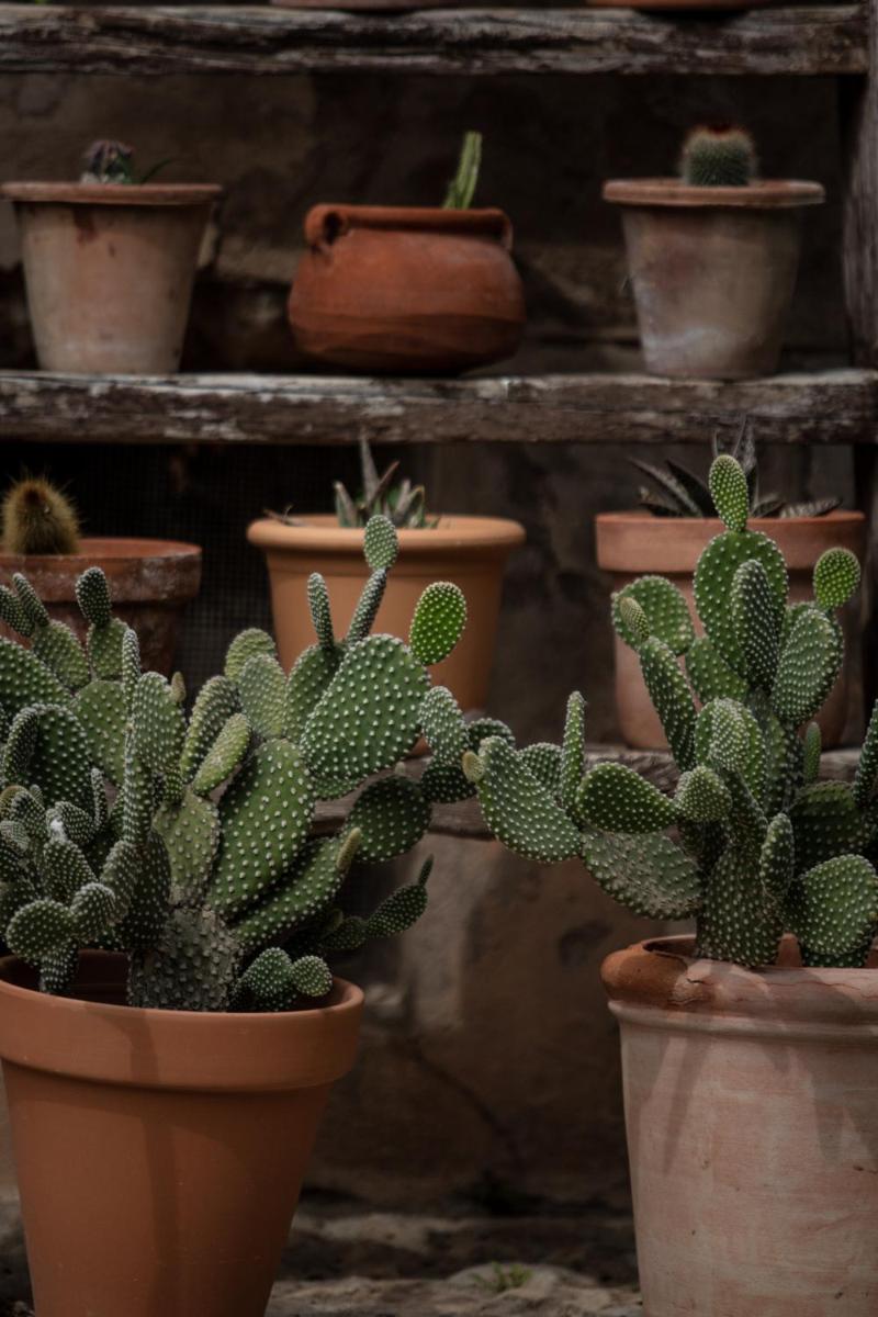 Agroturismo Son Boronat