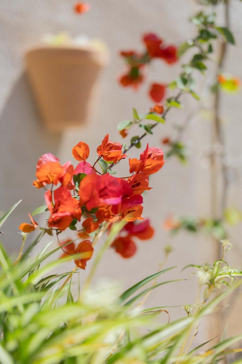 Agroturismo Son Boronat