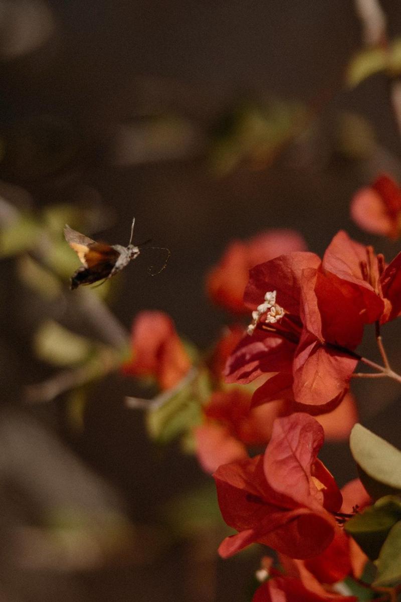 Agroturismo Son Boronat