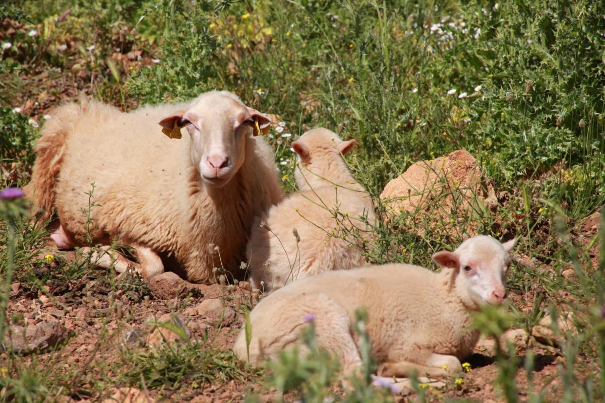 Agroturismo Son Siurana