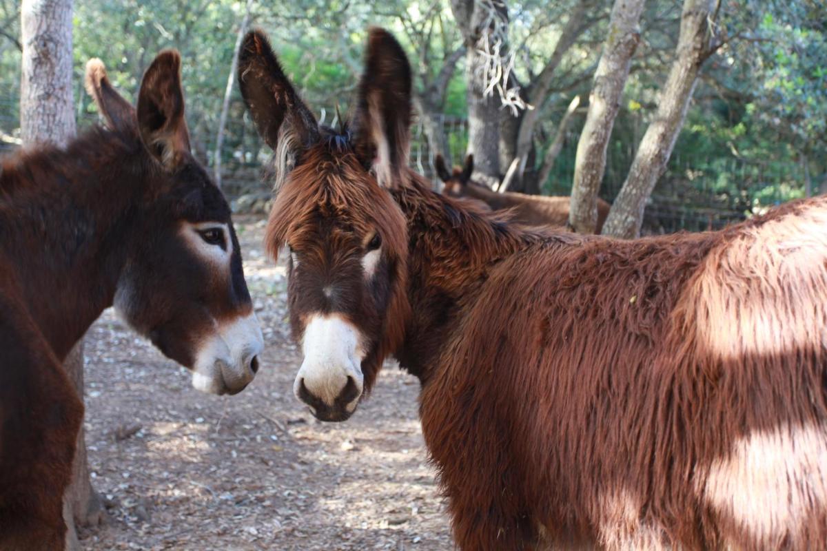 Agroturismo Son Siurana