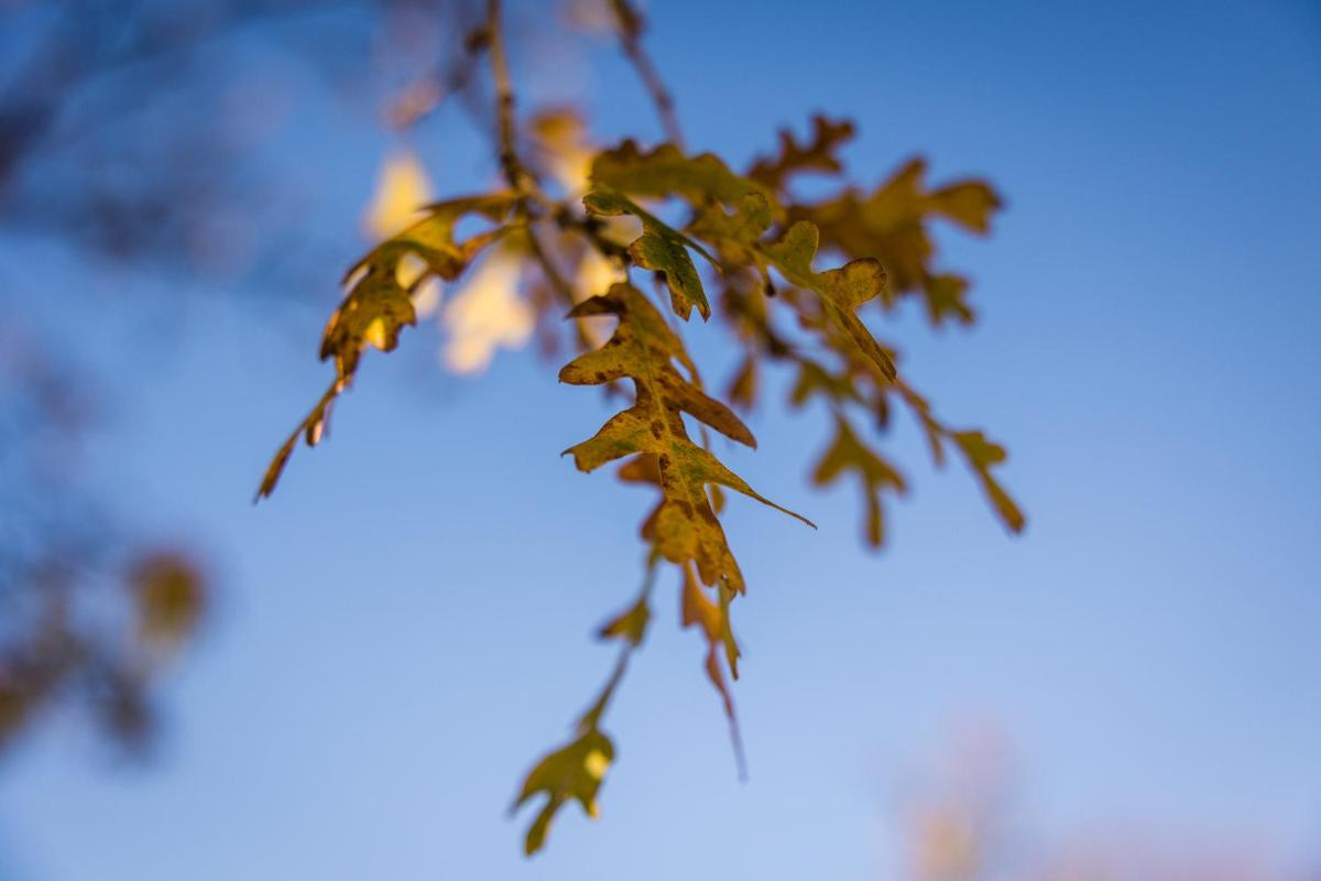 Steenberg Hotel & Spa