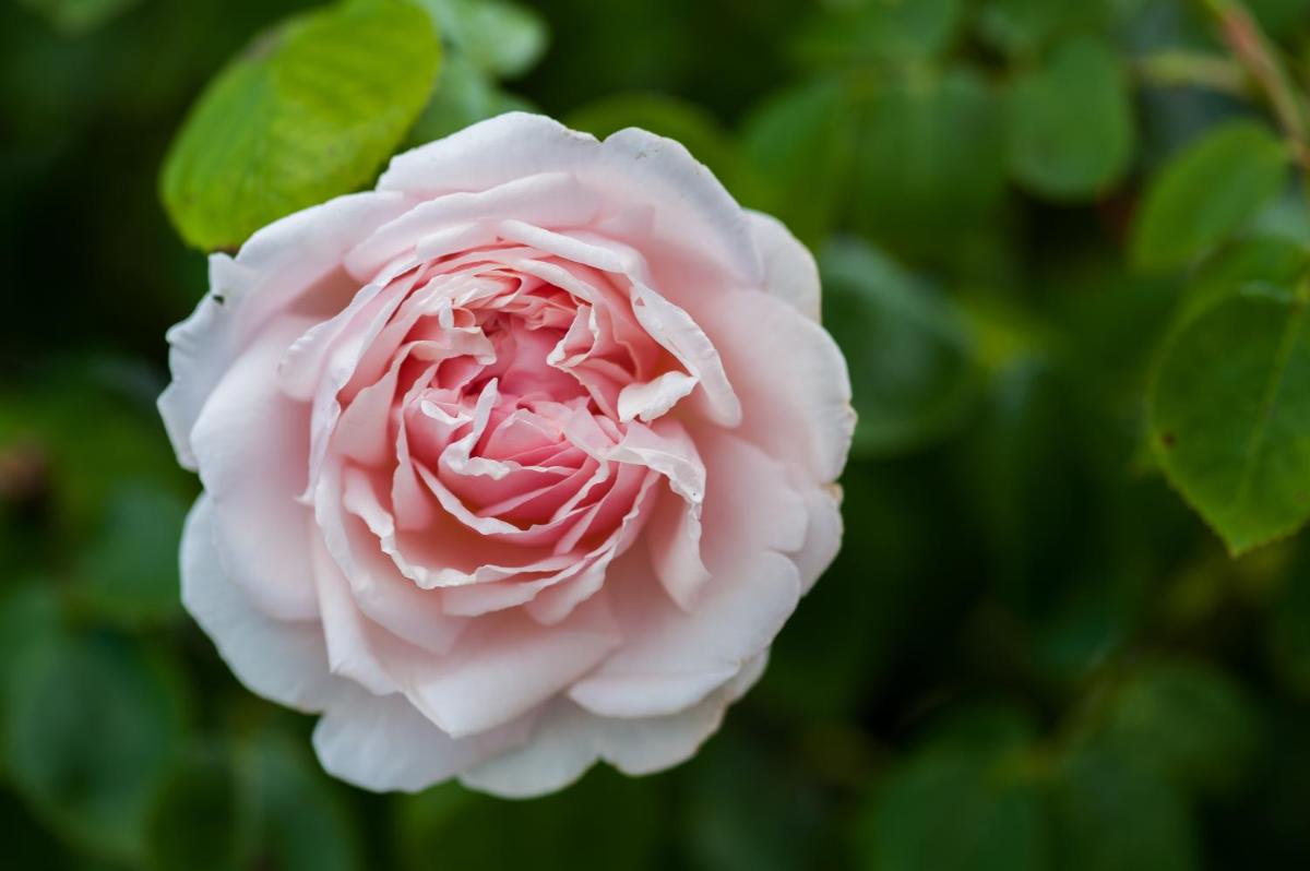 Summer Lodge Country House Hotel