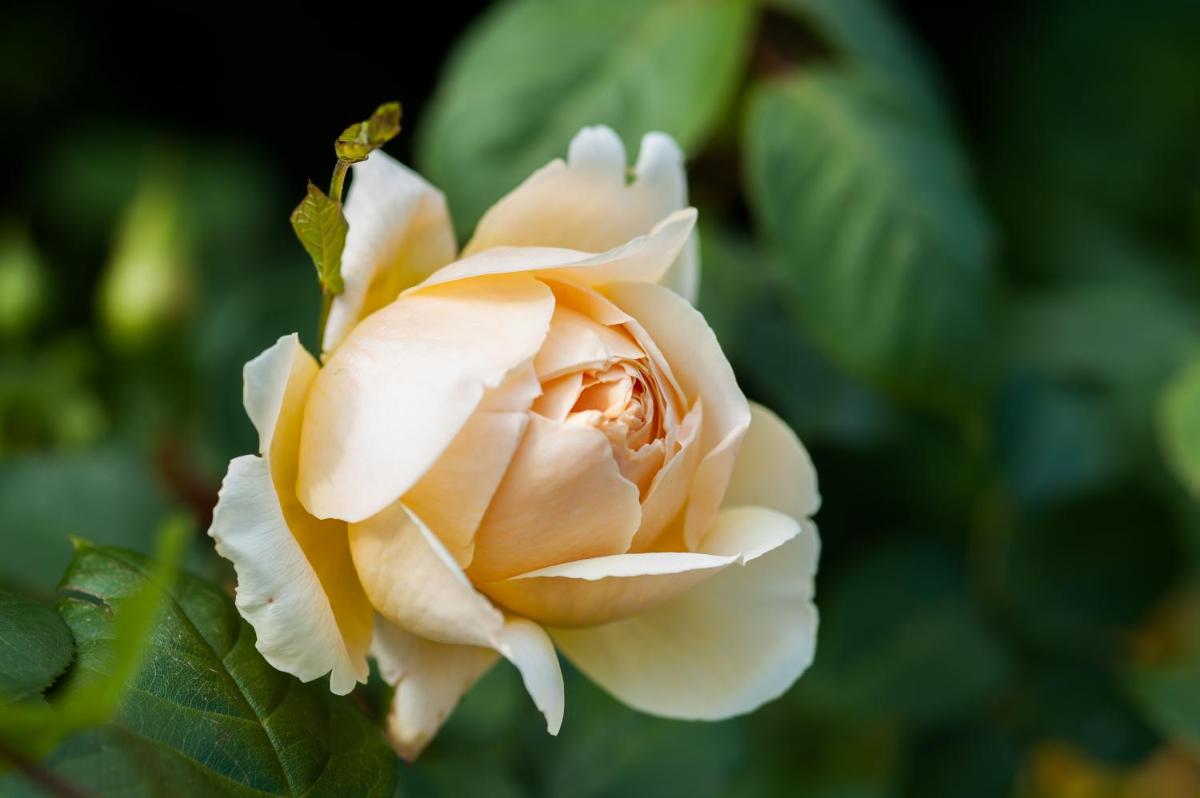 Summer Lodge Country House Hotel