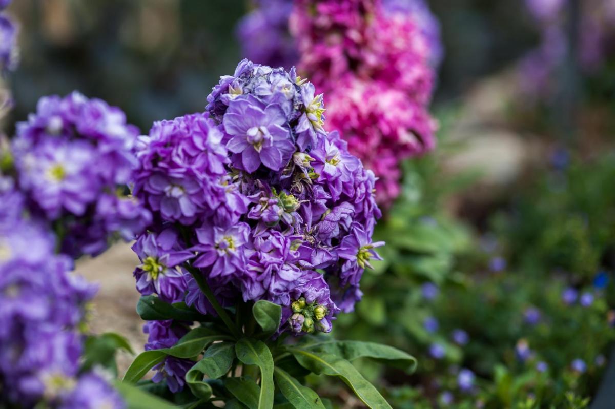 Summer Lodge Country House Hotel