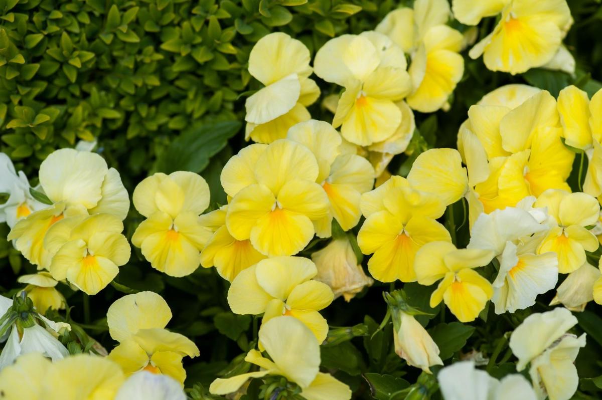 Summer Lodge Country House Hotel