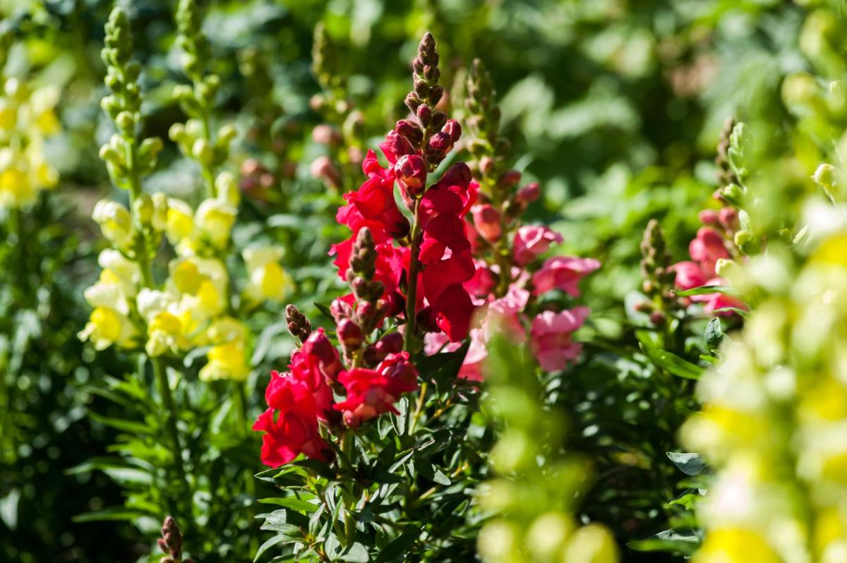 Summer Lodge Country House Hotel