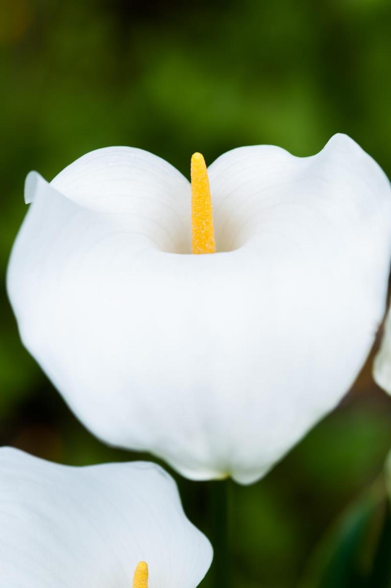 Summer Lodge Country House Hotel