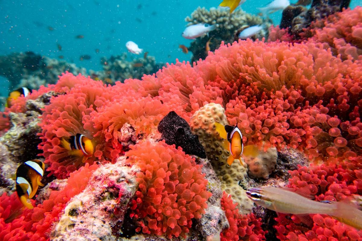 Taj Exotica Resort & Spa, Maldives - Free Airport Transfers