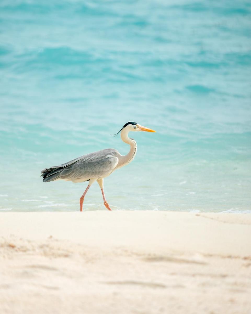 Taj Exotica Resort & Spa, Maldives - Free Airport Transfers
