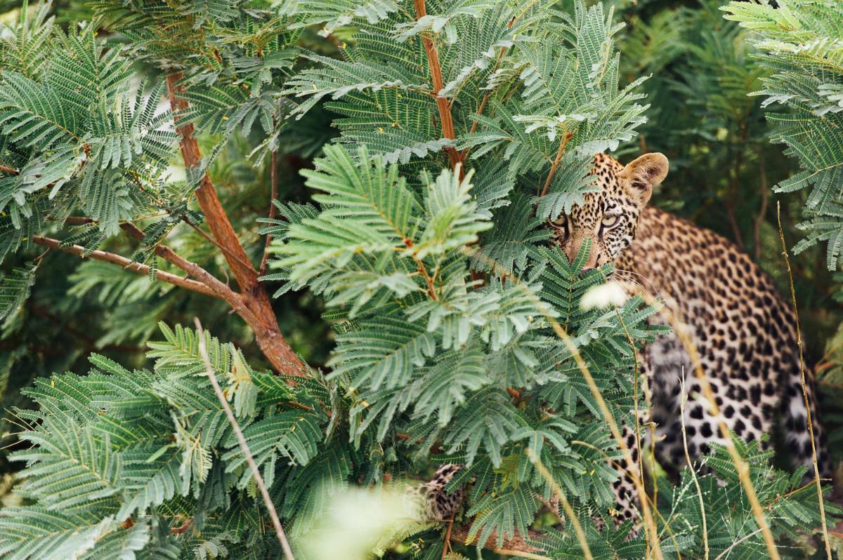 Tanda Tula Safari Camp
