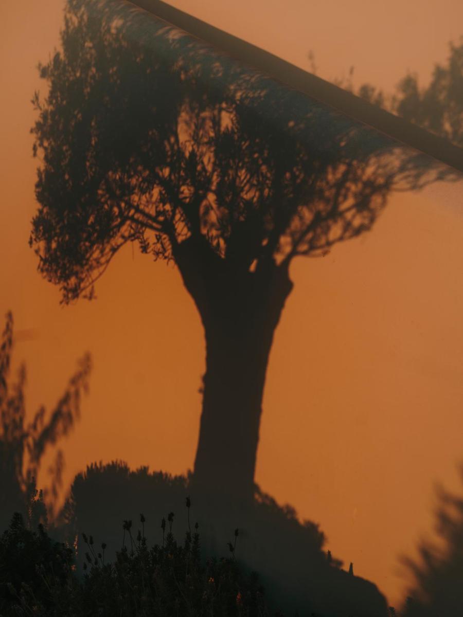 The Wild by Interni