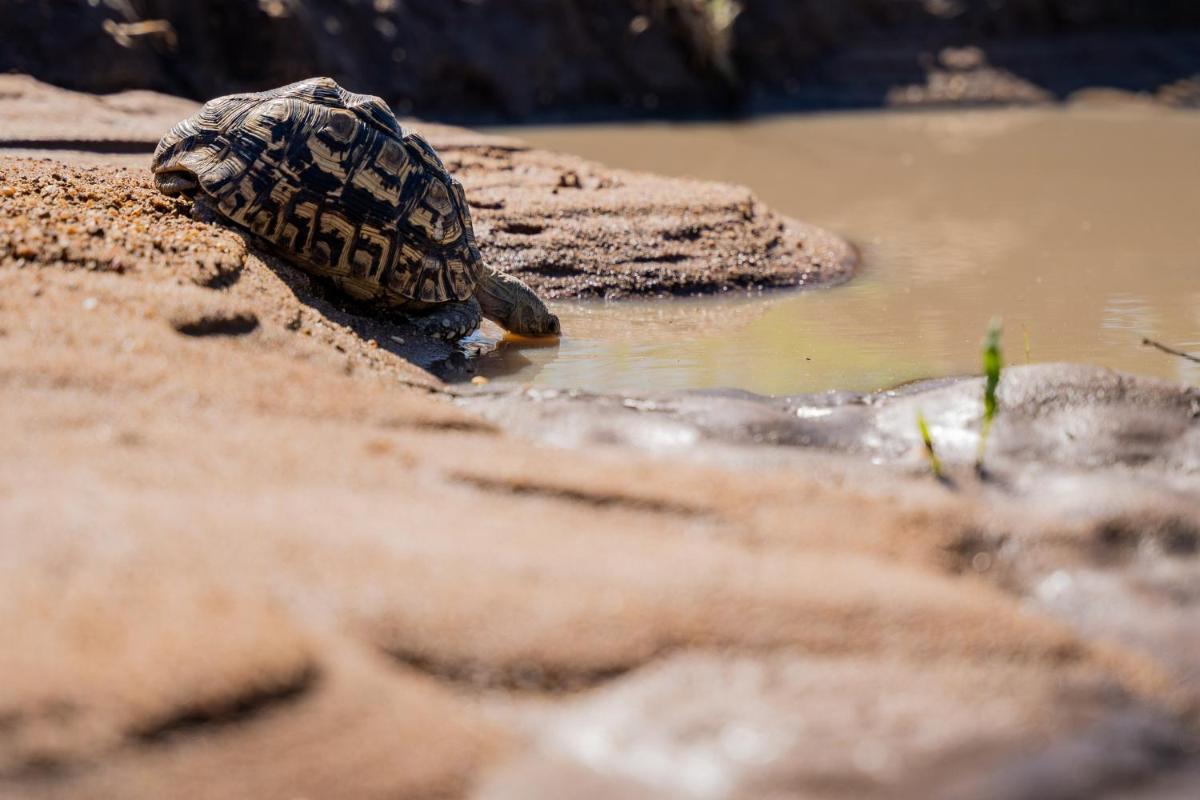 Thornybush Game Lodge