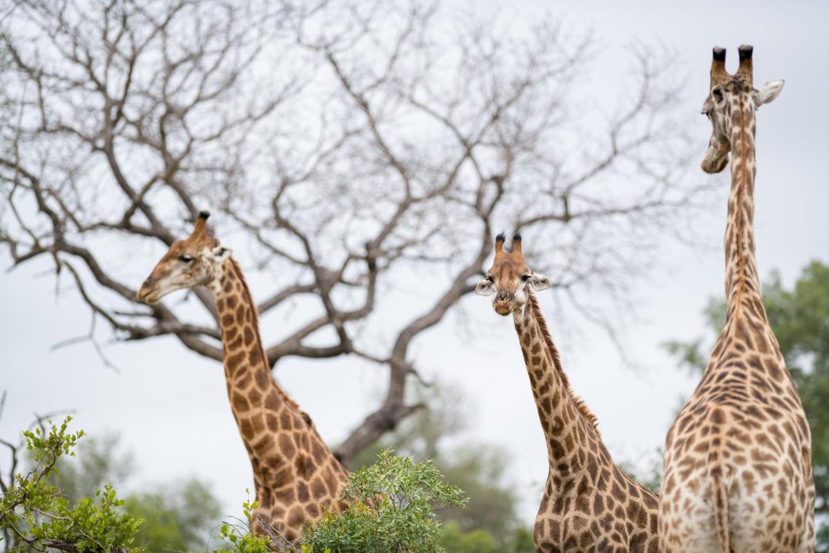 Serondella Safari Lodge