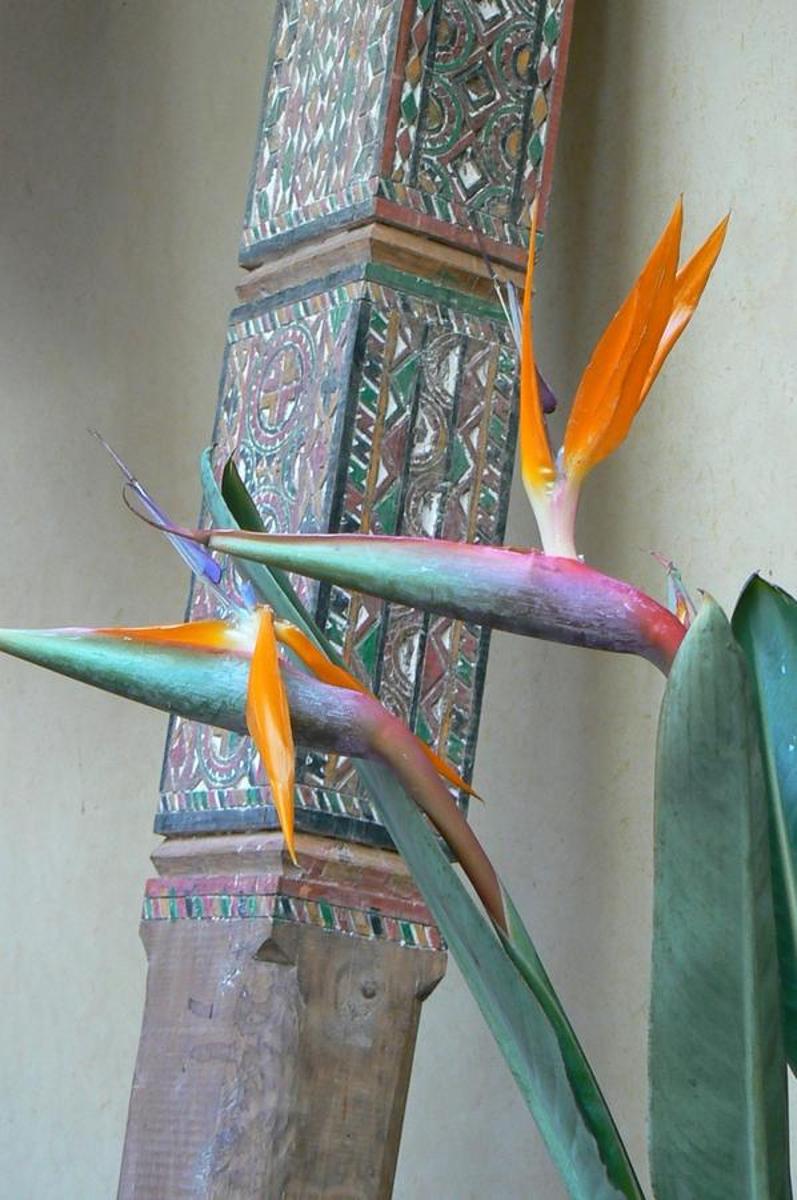 Tigmi Nomade