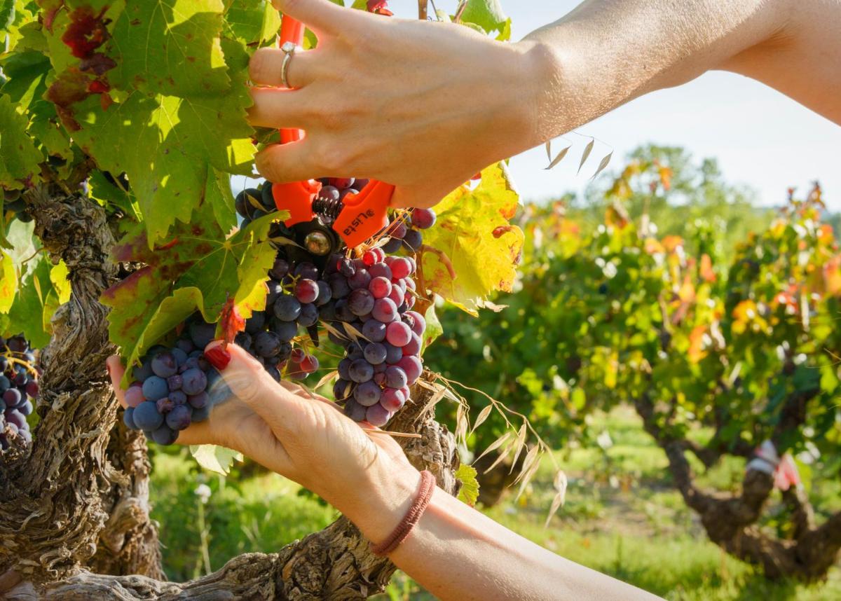 Torre del Marqués Hotel Spa & Winery - Small Luxury Hotels