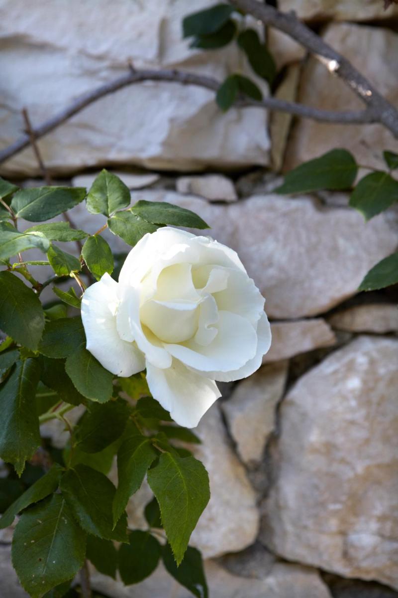 Torri E Merli Boutique Hotel