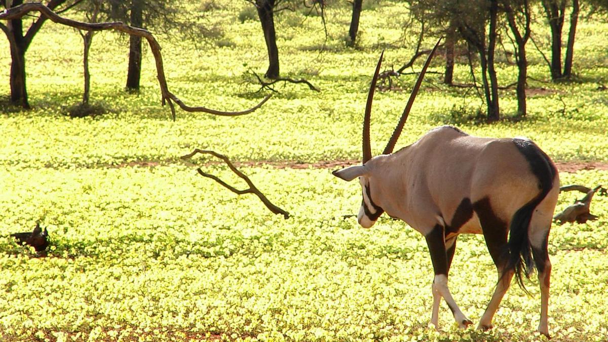 Tswalu Kalahari Reserve