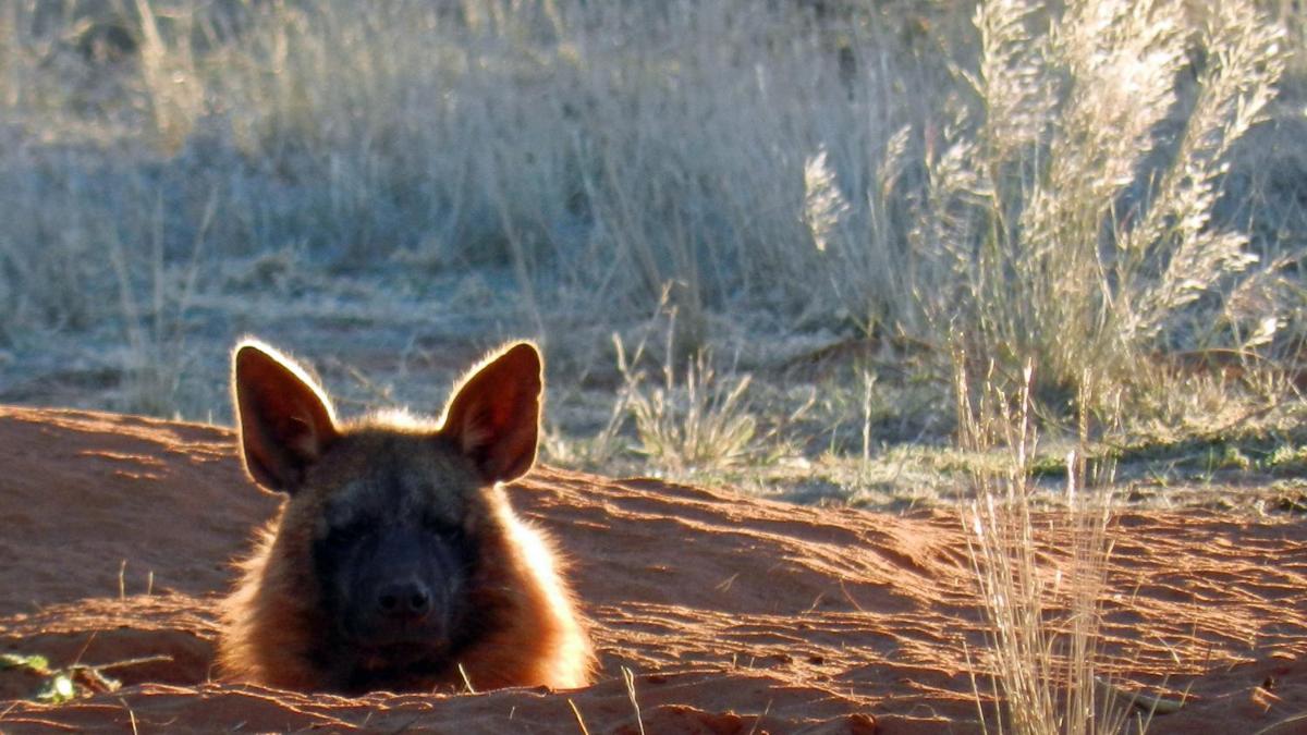 Tswalu Kalahari Reserve
