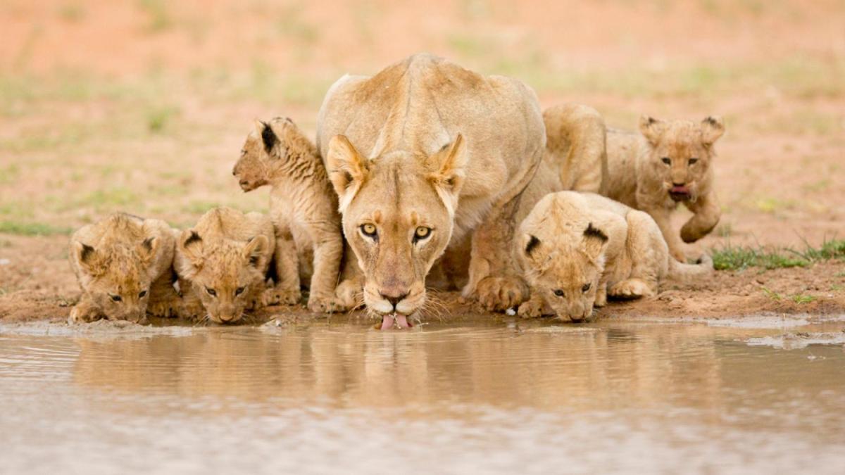 Tswalu Kalahari Reserve