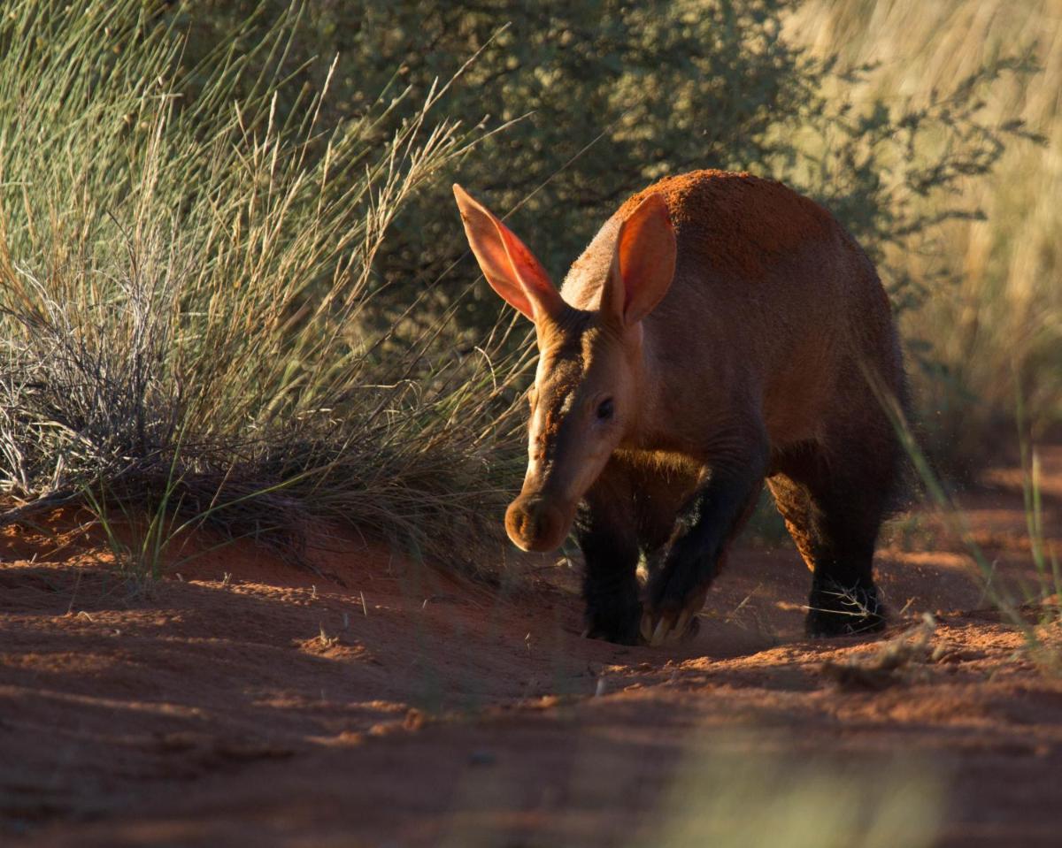 Tswalu Kalahari Reserve