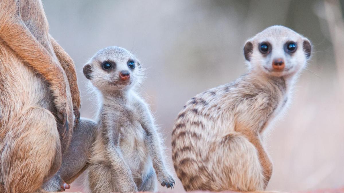 Tswalu Kalahari Reserve