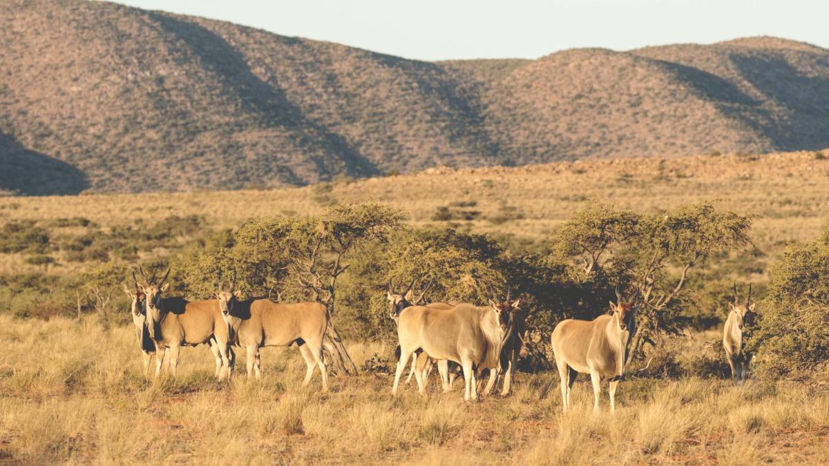 Tswalu Kalahari Reserve