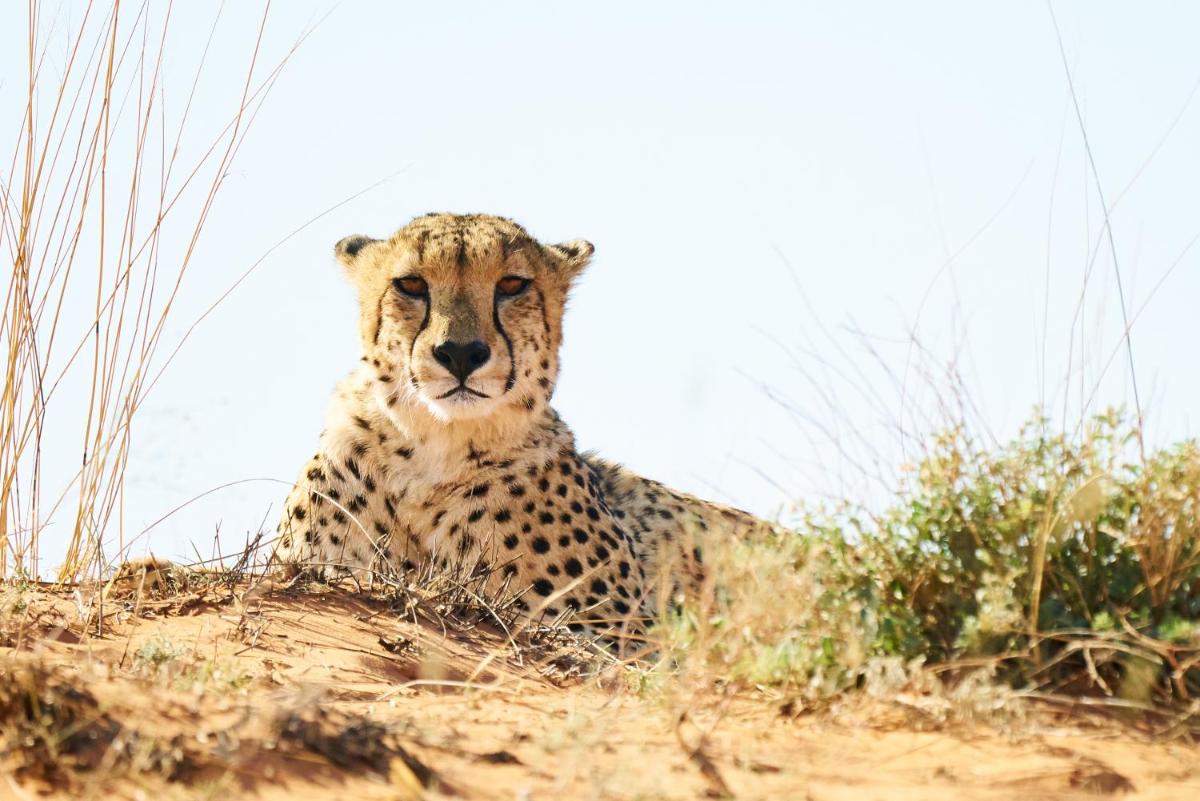 Tswalu Kalahari Reserve