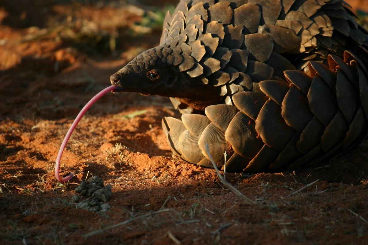 Tswalu Kalahari Reserve