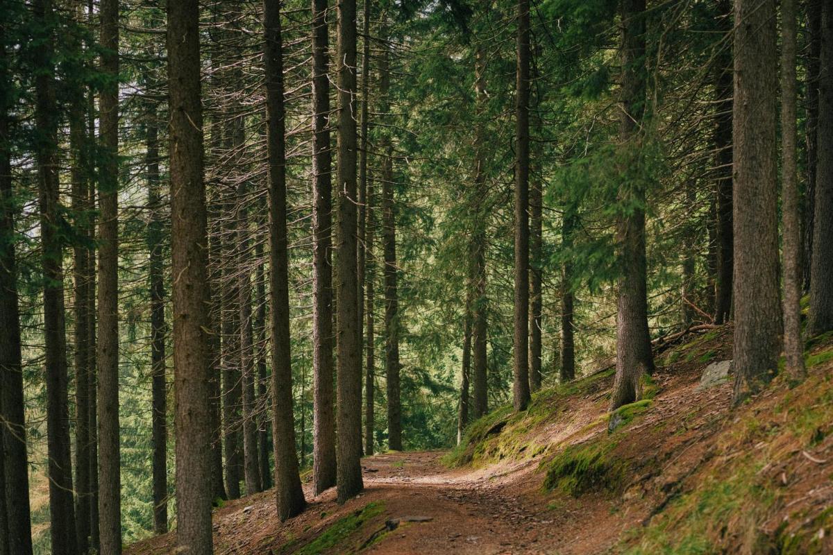 Vigilius Mountain Resort