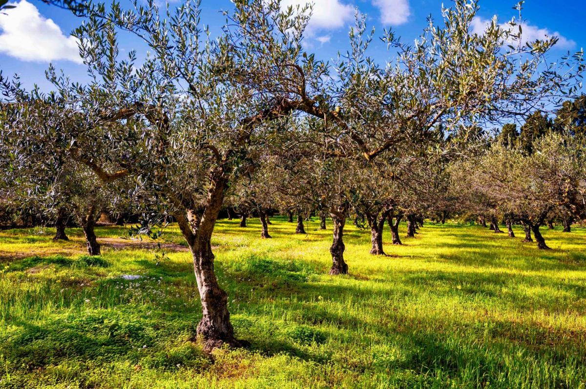 Villa Angelina - charming rooms & apartments