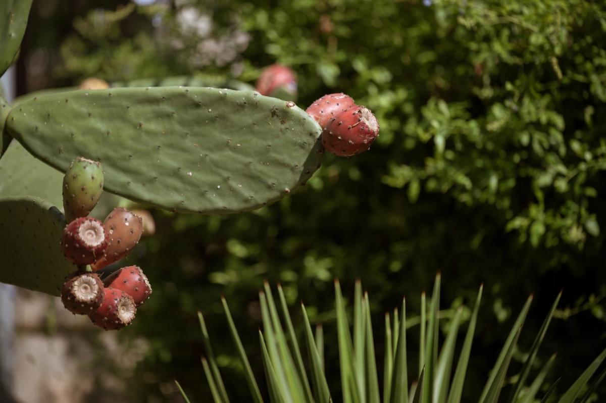 Villa Dei Melograni Boutique Hotel
