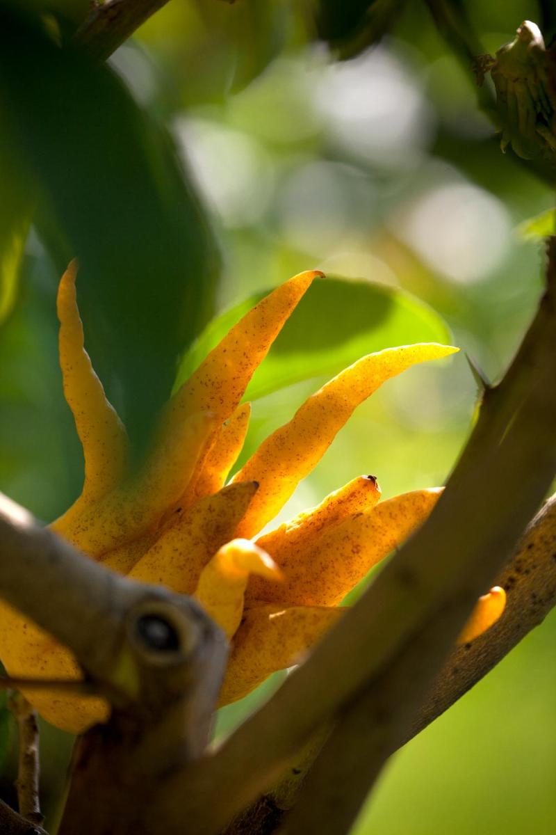 Villa della Pergola Relais et Chateaux