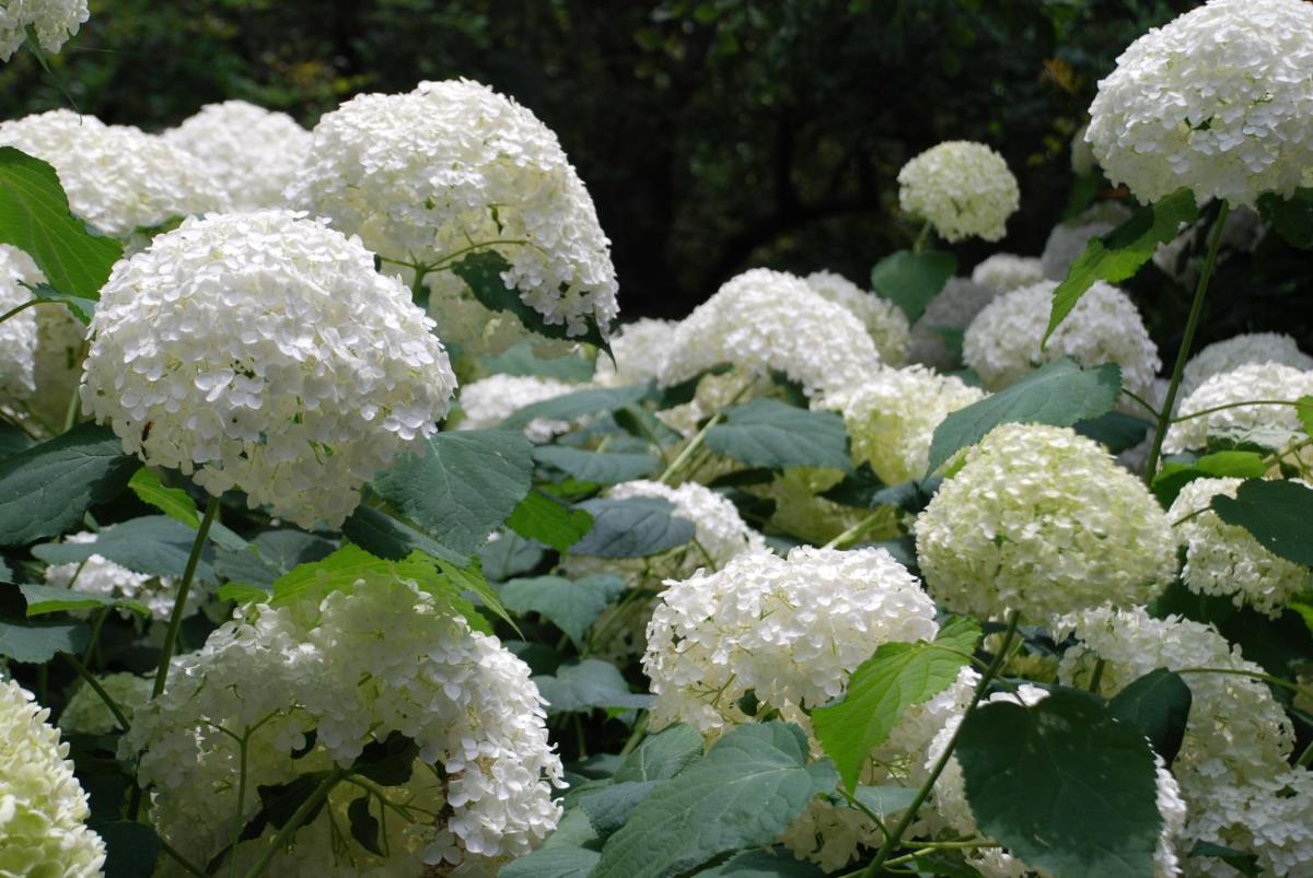 Villa della Pergola Relais et Chateaux