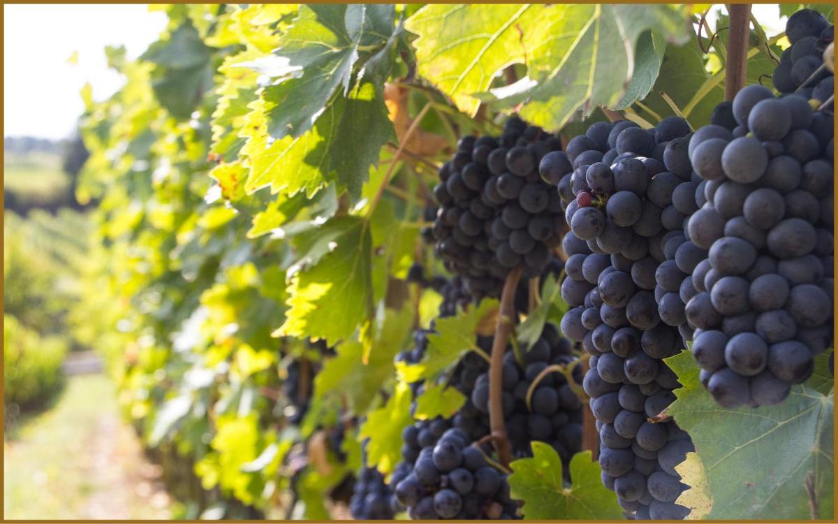 Villa Loggio Winery and Boutique Hotel