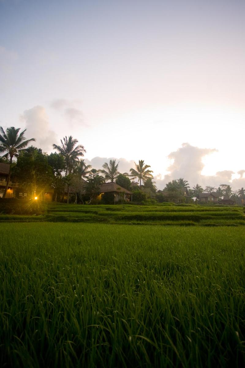 Wapa di Ume Ubud