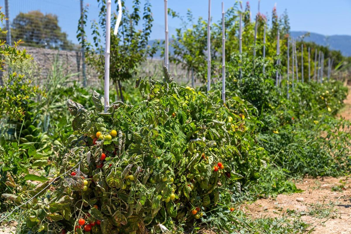 White Pearls-Adults Only Luxury Suites