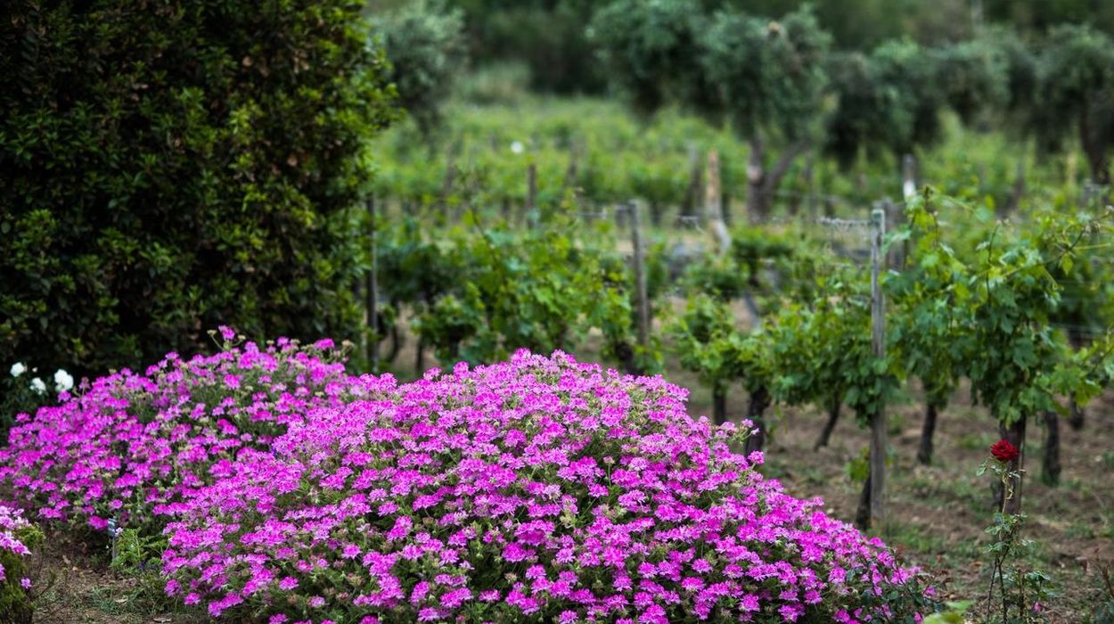 Capofaro Locanda & Malvasia